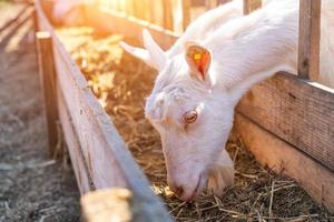 farm, goats eat hay on a Sunny day photo