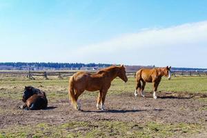 lovely horses grazing in the meadow, stable photo