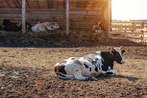 granja, vaca tendida en el pasto, cría de ganado foto