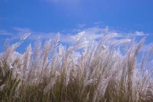 Autumn  icon White kans grass or saccharum spontaneum flowers under the day light blue sky photo