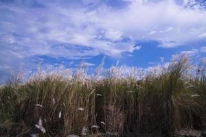 icono de otoño hierba blanca de kans o saccharum spontaneum flores bajo el cielo azul claro del día foto