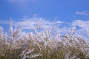 Autumn  icon White kans grass or saccharum spontaneum flowers under the day light blue sky photo