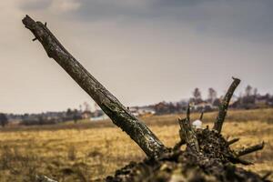 Broken Tree Branches photo