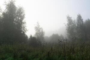 bosque de niebla por la mañana foto