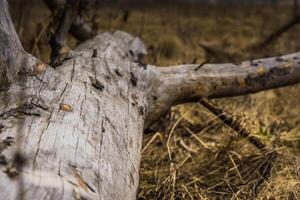 Broken Tree Branches photo