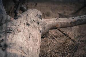 Broken Tree Branches Retro photo