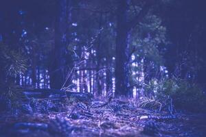Spring Pine Forest Morning Retro photo