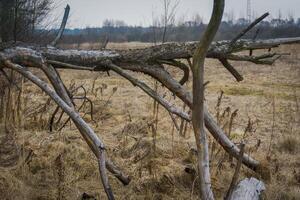 Broken Tree Branches photo