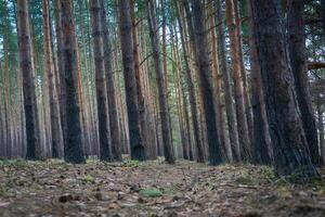 Pine Forest Spring Morning photo