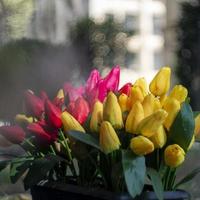 Red and yellow tulips bouquet. Flowers bunch. Floral composition photo