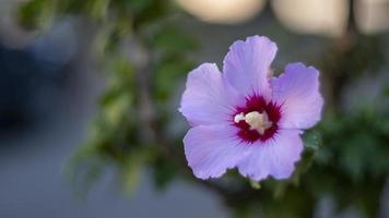 Violet flower closeup on blur background blossoming plant hibiscus macro photo