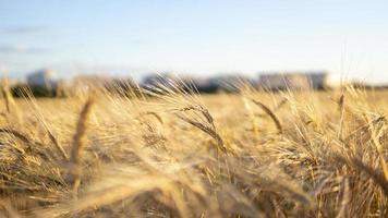 espigas de trigo maduro primer plano fondo de campo de verano con cielo azul