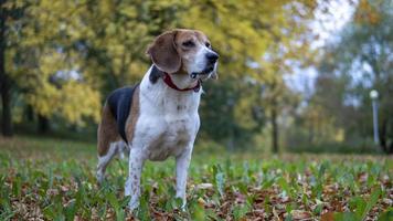 Dog in park for a walk estonian hound standing on grass photo