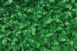 A carpet of juicy, young green plants. As a full-screen photo