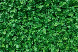 A carpet of juicy, young green plants. As a full-screen photo