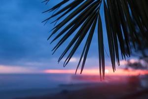 silueta de una hoja de palma contra el fondo de la puesta de sol del mar. foto