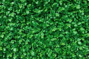 A carpet of juicy, young green plants. As a full-screen photo