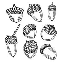 hand draw set oak acorn, black and white sketch. Ideal for autumn illustration, post card and other design vector