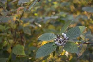 The beauty of the green of flowers, leaves, nature with the morning sun. photo