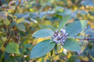 The beauty of the green of flowers, leaves, nature with the morning sun. photo