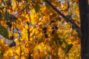 hojas de otoño amarillas y rojas brillantes cuelgan de las ramas de los árboles en el bosque. tema: otoño, verano indio, hermoso marchitamiento de la naturaleza. aliso. foto