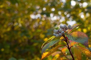 The beauty of the green of flowers, leaves, nature with the morning sun. photo