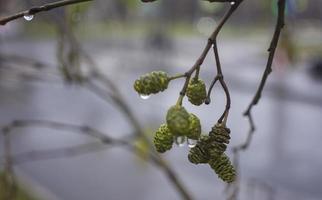 alder with raindrops on the background of autumn photo