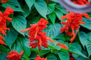 Bright red flowers clary, sage on the flower bed. Red Salvia. Salvia splendens. Salvia coccinea. Beautiful inflorescences. photo