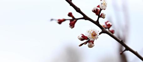 cerca de la rama de un árbol floreciente en primavera. ramas sacudidas por el viento. foto