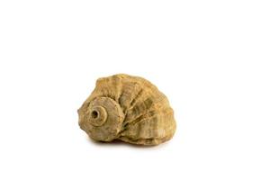 Seashells isolated on white background photo