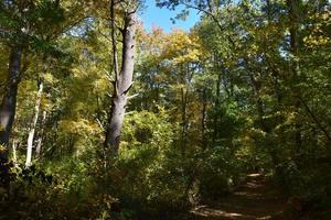 Wooded Trail in Autumn with Leaves Changing photo
