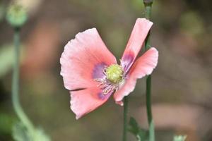 Beautiful Pale Pink Poppy Flower Blossom in Spring photo