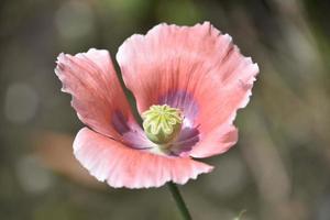 Close Up Look at a Flowering Pink Poppy photo