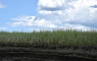Marsh Grass Growing Out of Boggy Peat photo