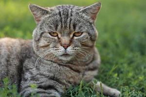 Portrait of cute adult british striped cat with beautiful eyes sitting outdoors. Funny tabby pet on green grass background. Domestic animal cat looking in camera. Having long whisker. photo