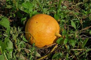 Large pumpkin grows in garden surrounded by green leaves. photo