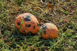 Damaged pumpkins growing in garden on sunny day photo