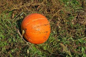 calabaza naranja que crece en la huerta en el campo. foto