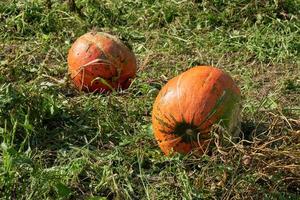 Two large pumpkins grow in farm field. photo