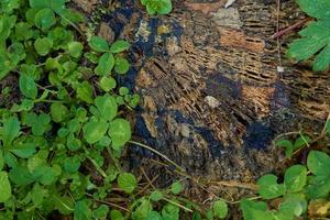 Old rotten stump surrounded by green leaves. photo