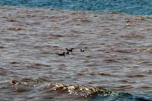 The color of the water in the mediterranean sea in shallow water photo