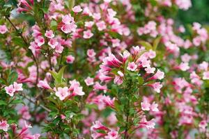 Delicate pink weigela flowers in spring in the garden photo