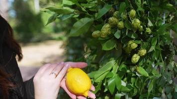 arche d'autel de mariage sur le thème vert et citron et sièges invités video