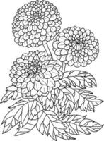 Gerbera flower coloring page for adults vector