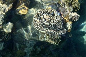 The color of the water in the mediterranean sea in shallow water photo