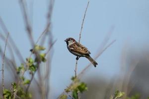 Sparrow on a branch of a currant photo