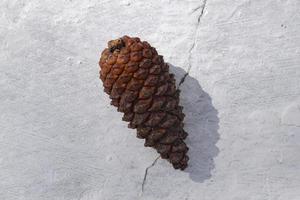 Fir cones on a white concrete photo