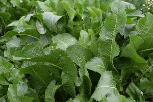 Growing horseradish in the backyard garden. photo