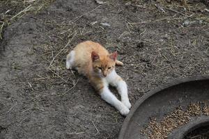 Cat lying on the ground photo