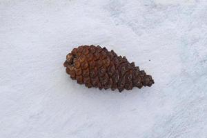 Fir cones on a white concrete photo